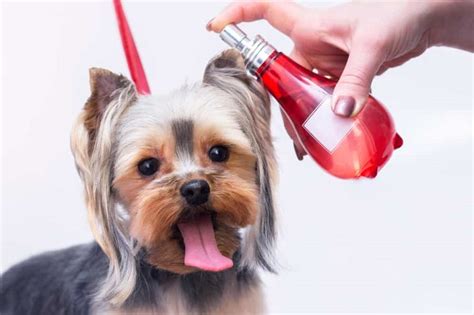 best dog perfume for grooming.